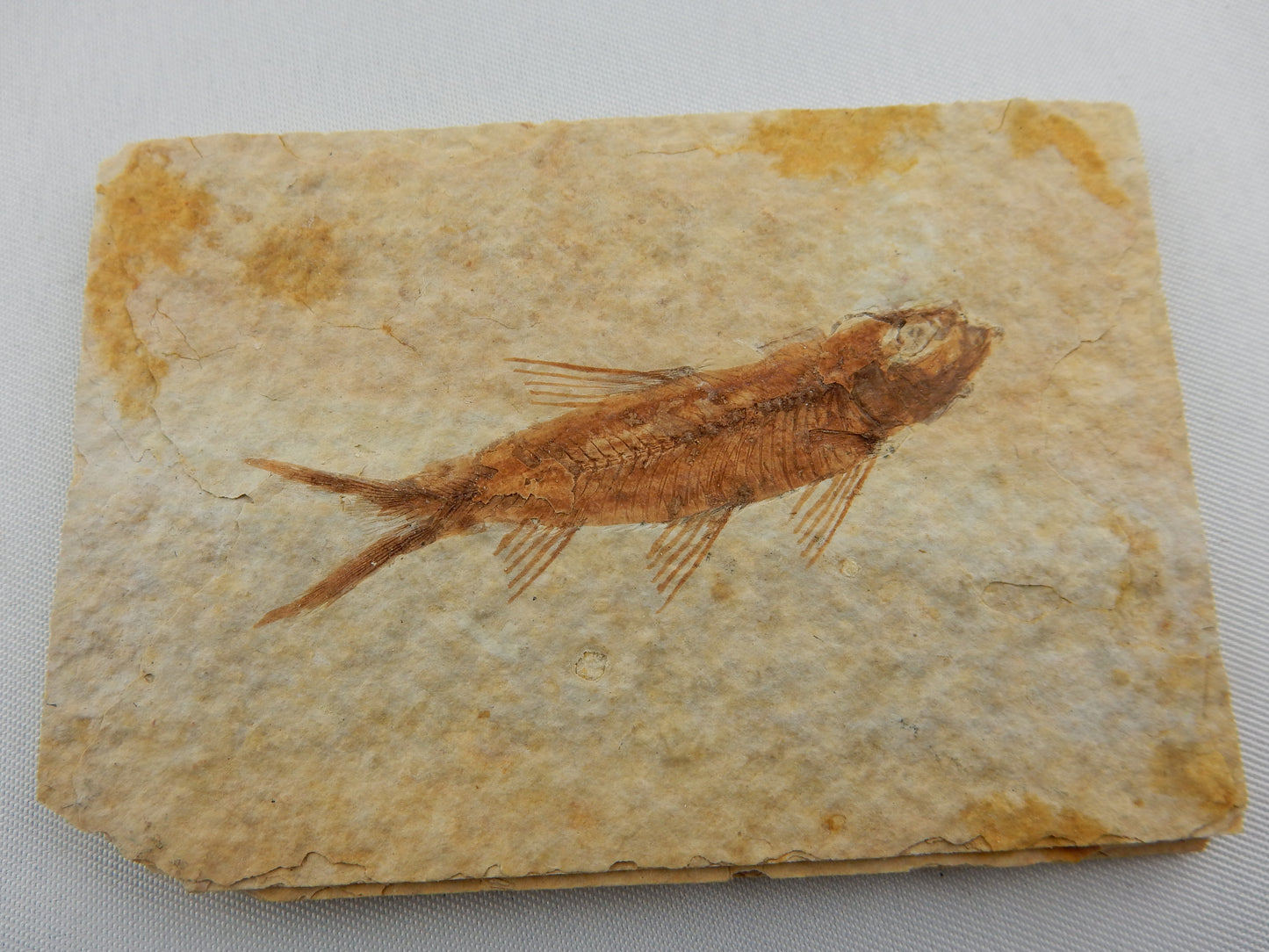 Fish Fossil - Knightia Eocaena