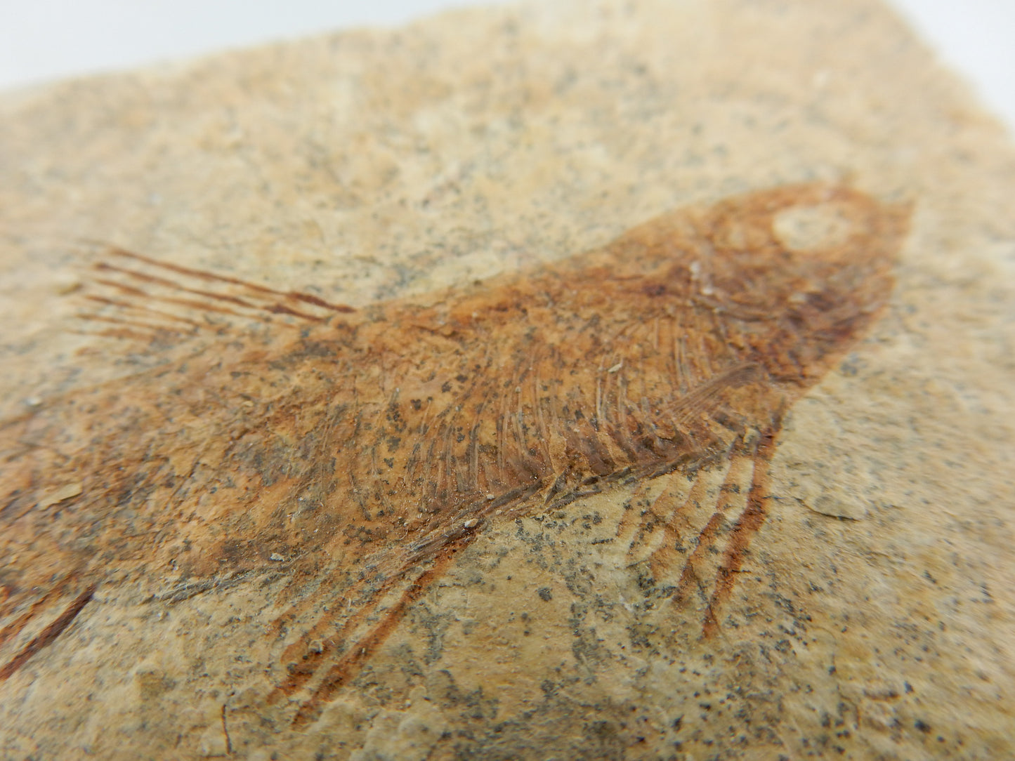 Fish Fossil - Knightia Eocaena
