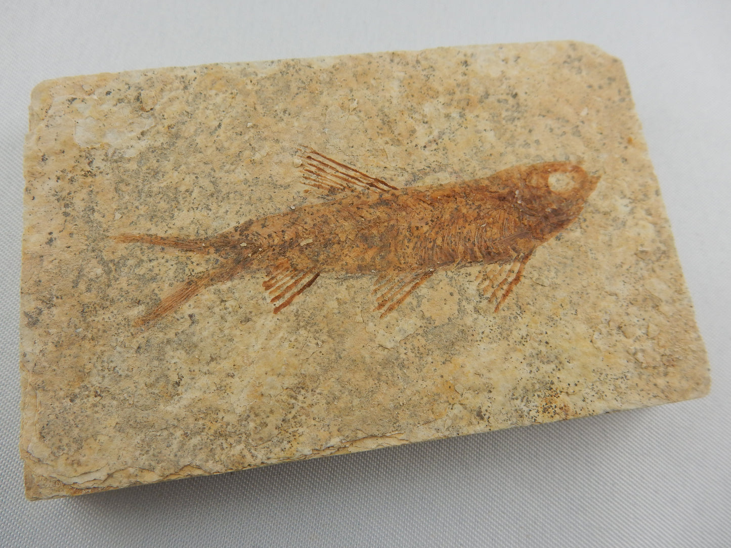 Fish Fossil - Knightia Eocaena