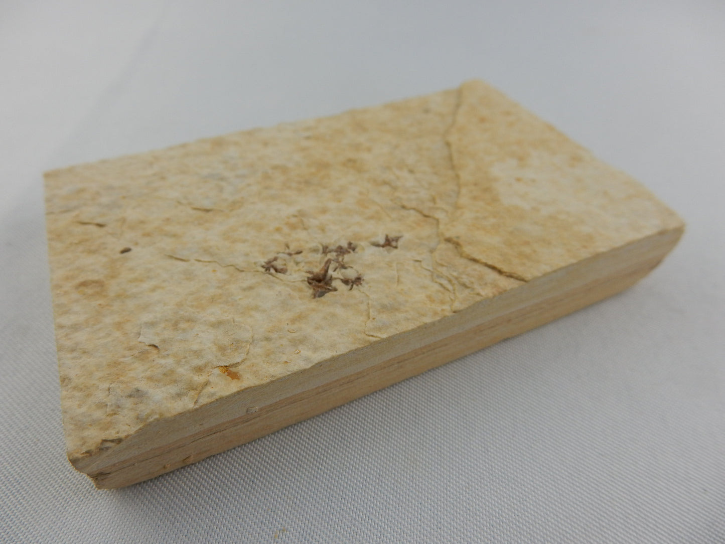 Fish Fossil - Knightia Eocaena
