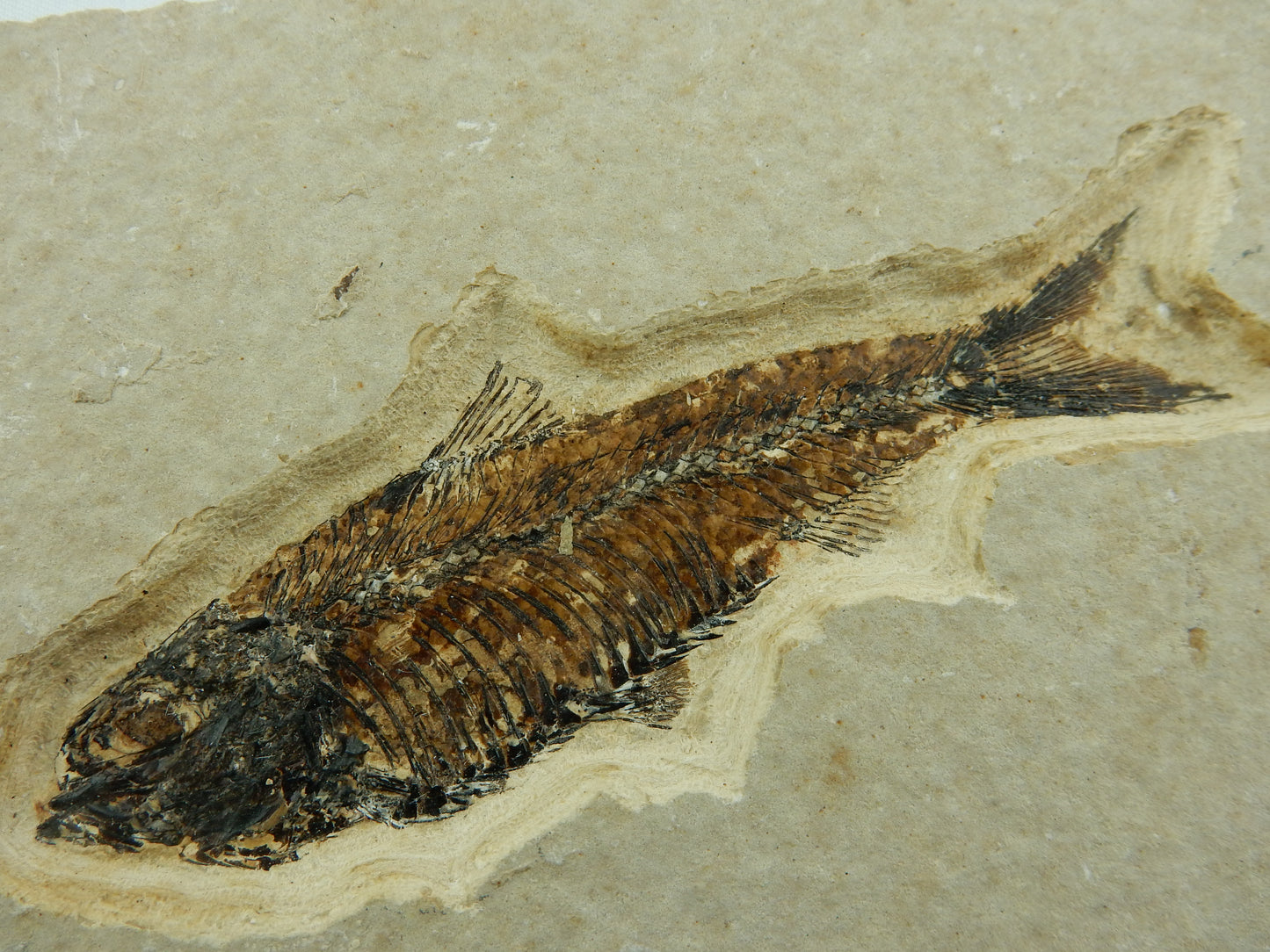 fish fossil Knightia Eocaena - excellent preparation, original bones, solid block sandstone