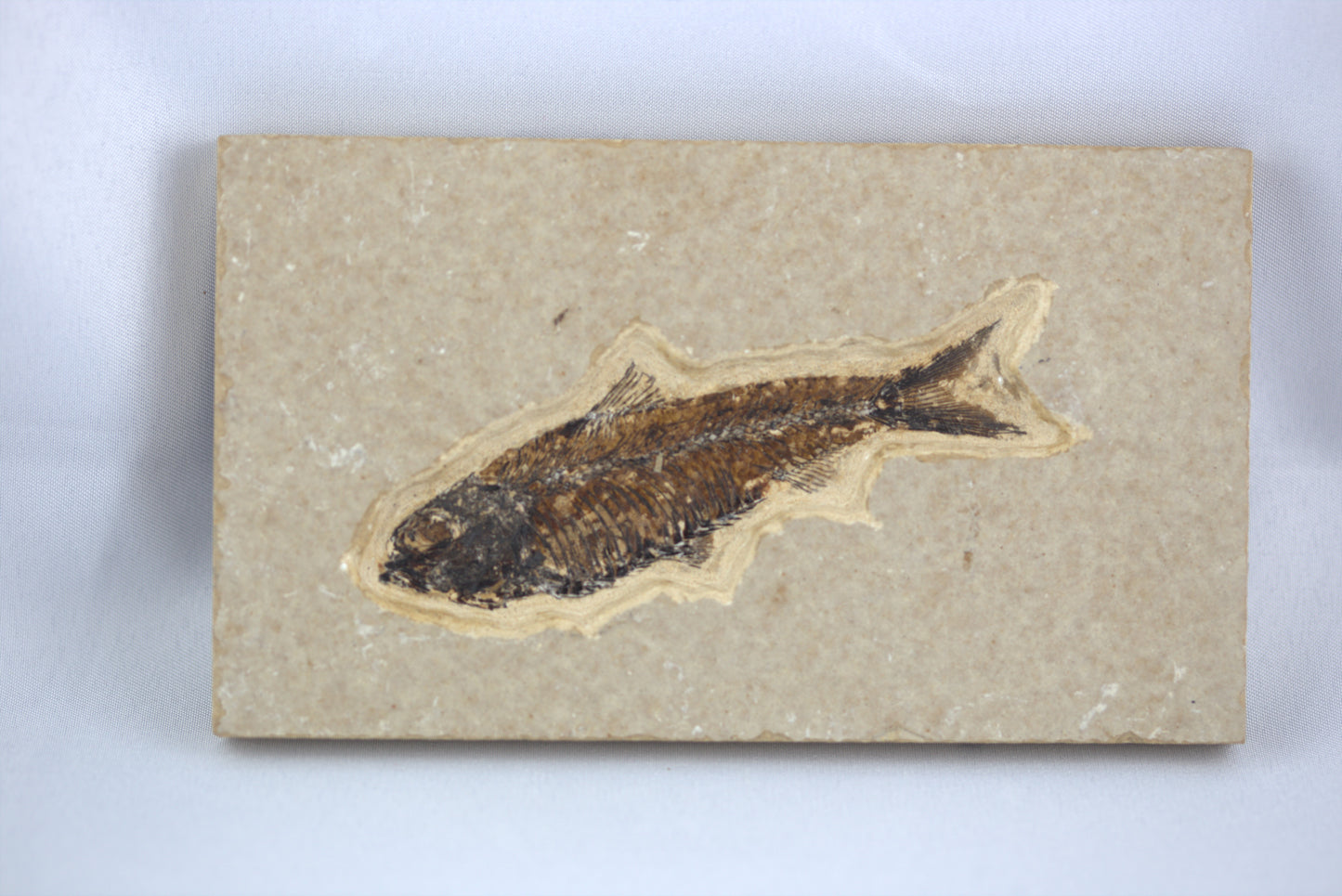 Fish Fossil - Knightia Eocaena