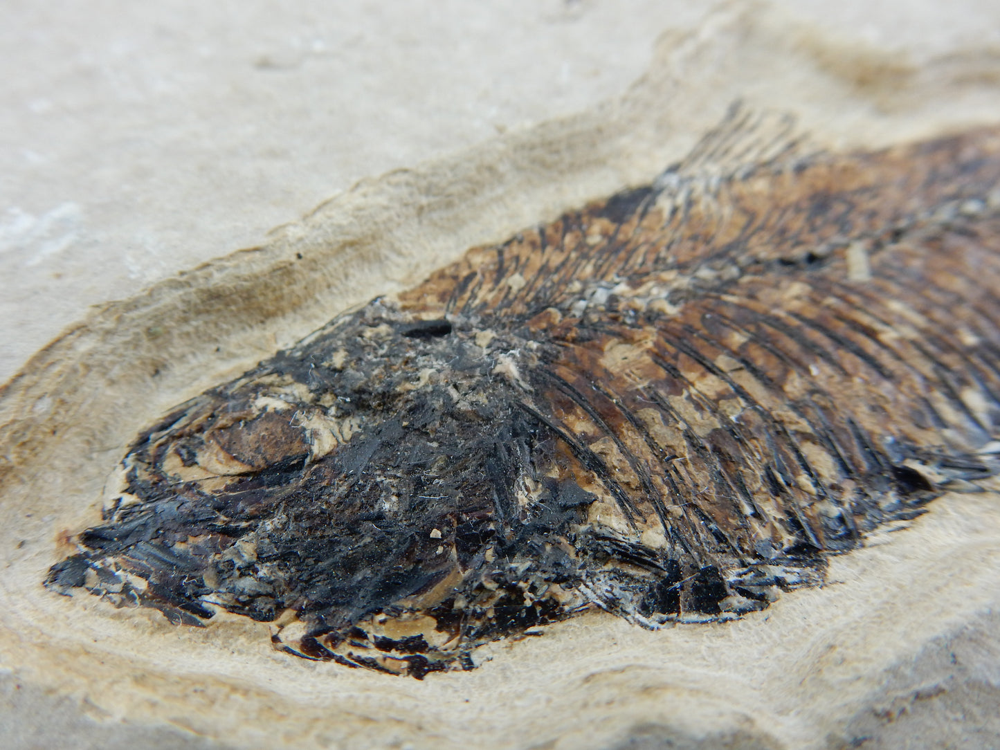Fish Fossil - Knightia Eocaena