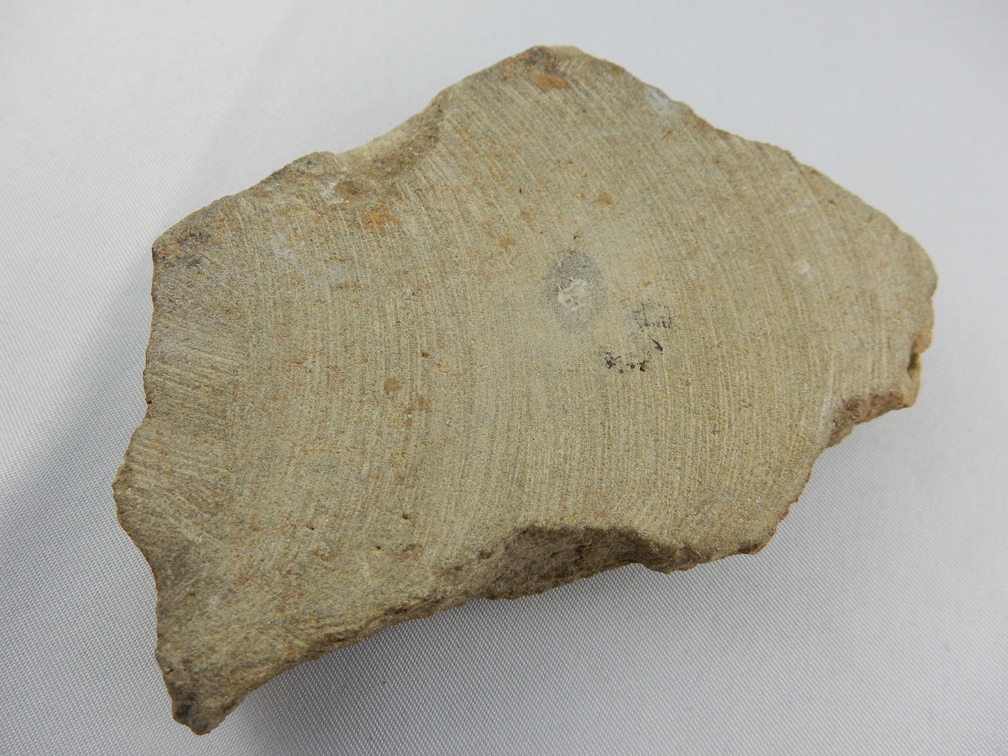 Starfish Fossil