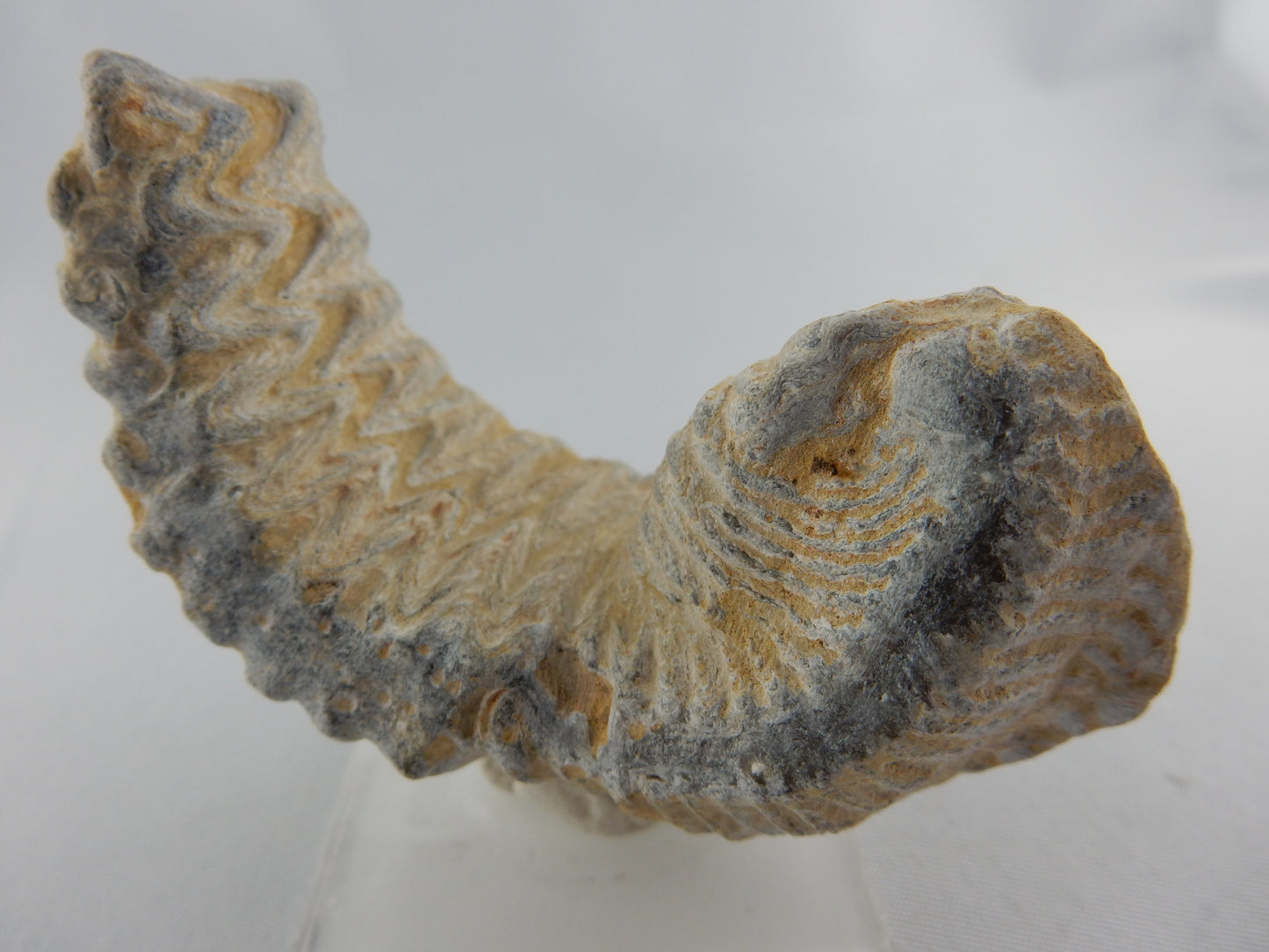 Zipper Oyster Fossil