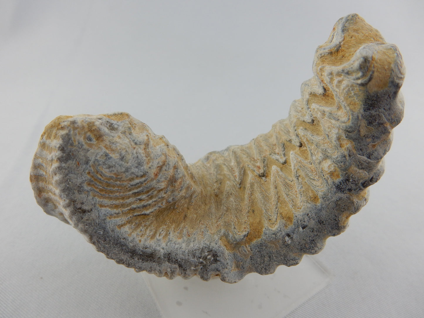 crious "zipper" oyster-clam fossil - Cretaceous - 100myo