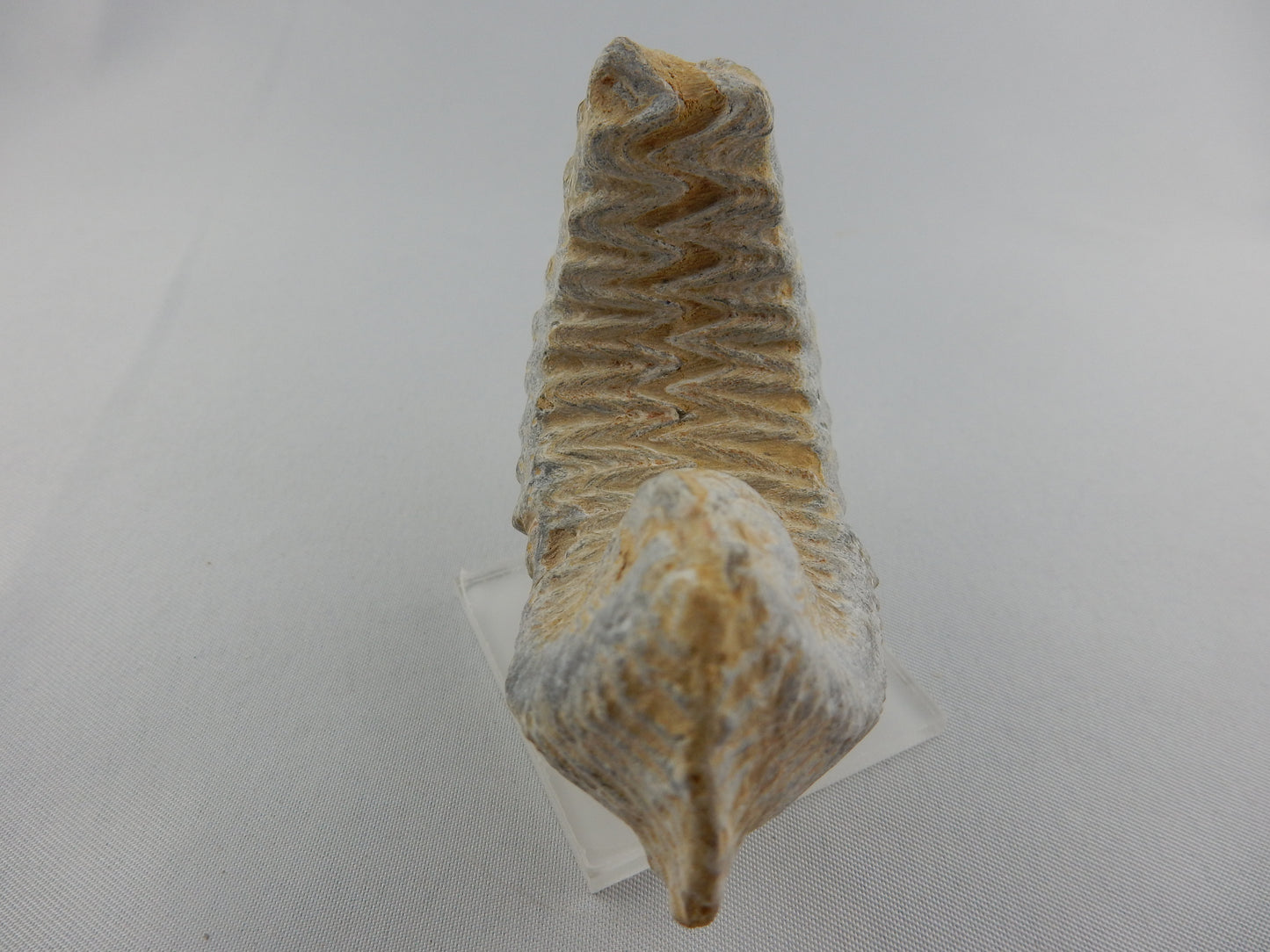 Zipper Oyster Fossil