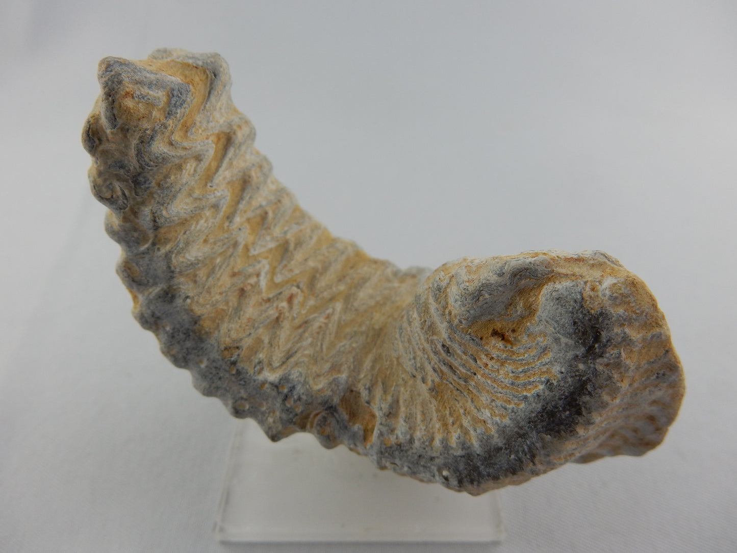 Zipper Oyster Fossil