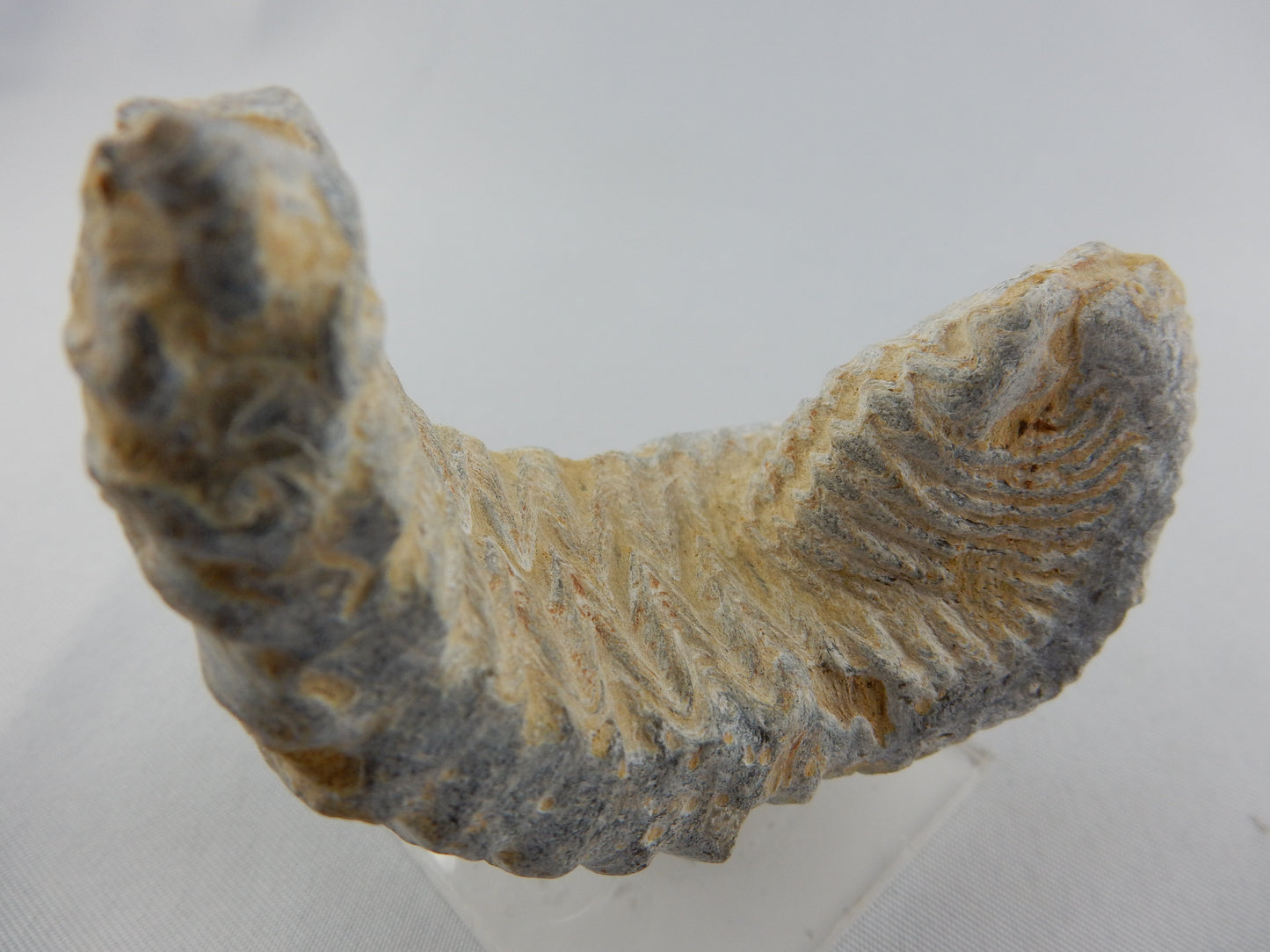 Zipper Oyster Fossil