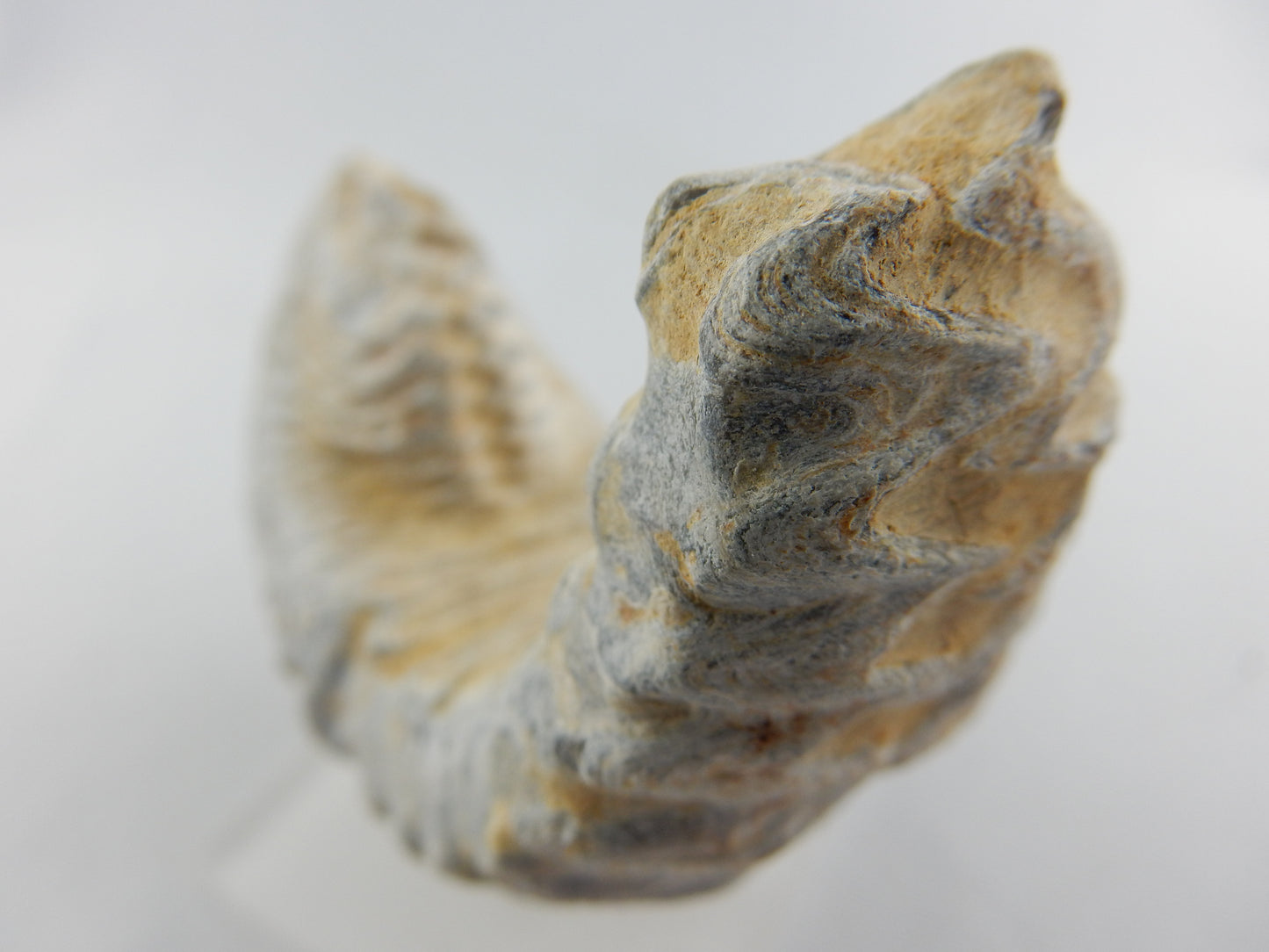 Zipper Oyster Fossil