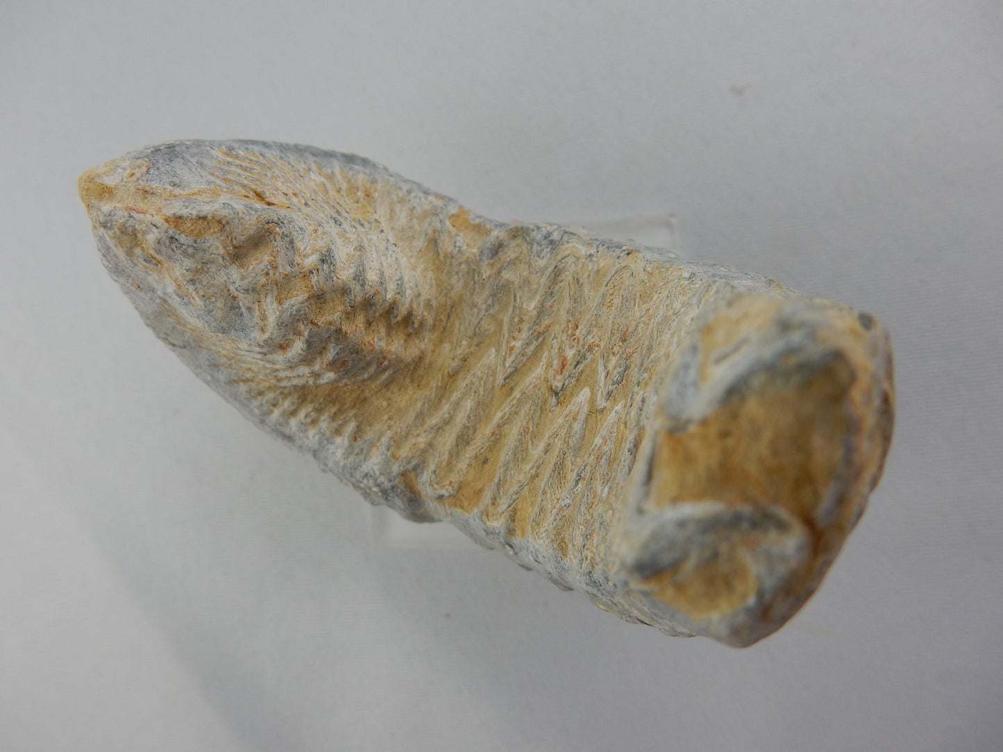Zipper Oyster Fossil