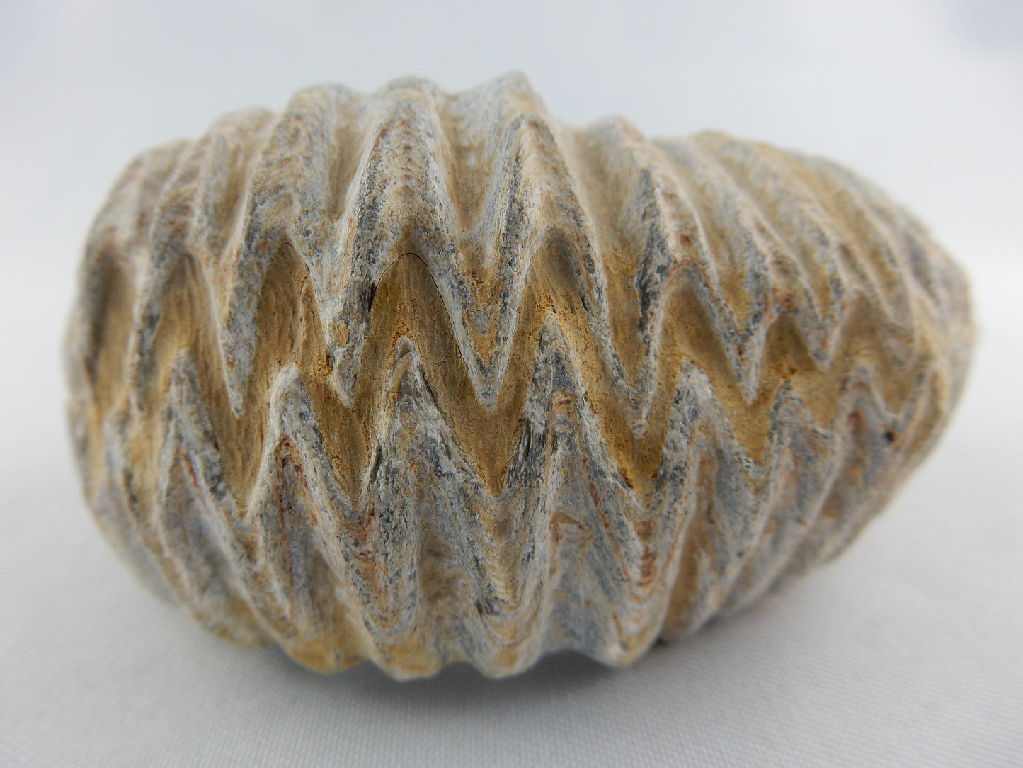 Zipper Oyster Fossil