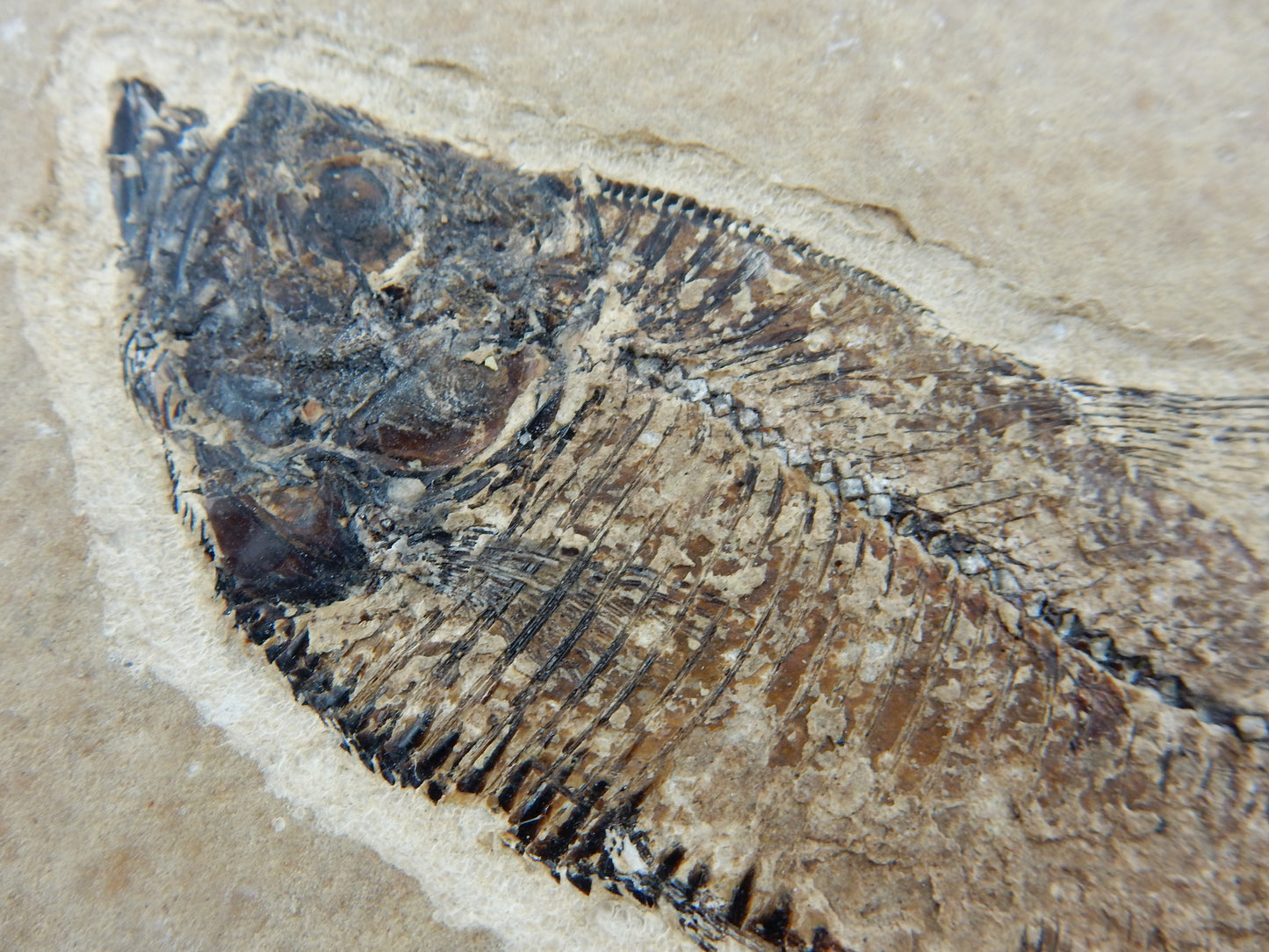 Fish Fossil - Knightia Eocanea