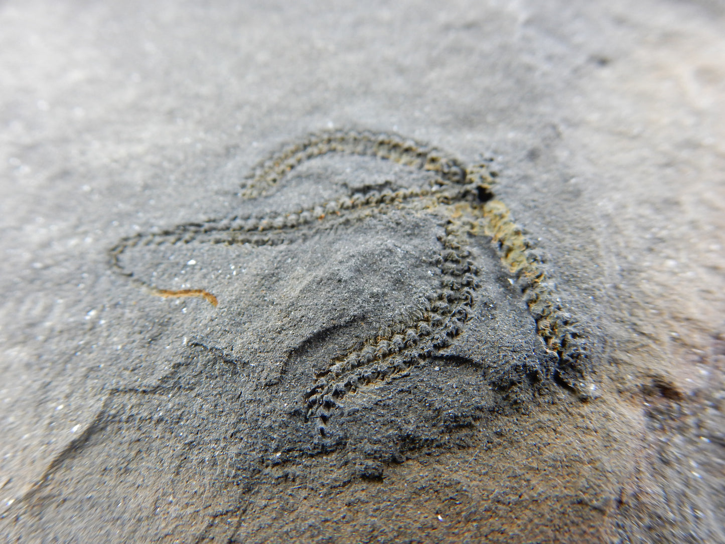 amazing detail fossil - brittle star - looks like modern day - yet Ordovician which is 450+ million year ago