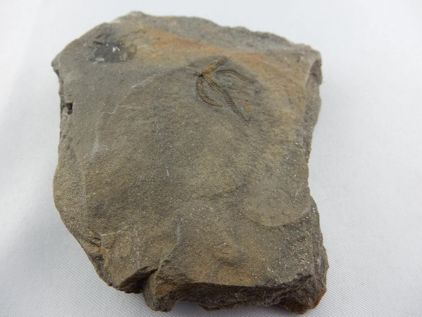 Brittle Star Fossil