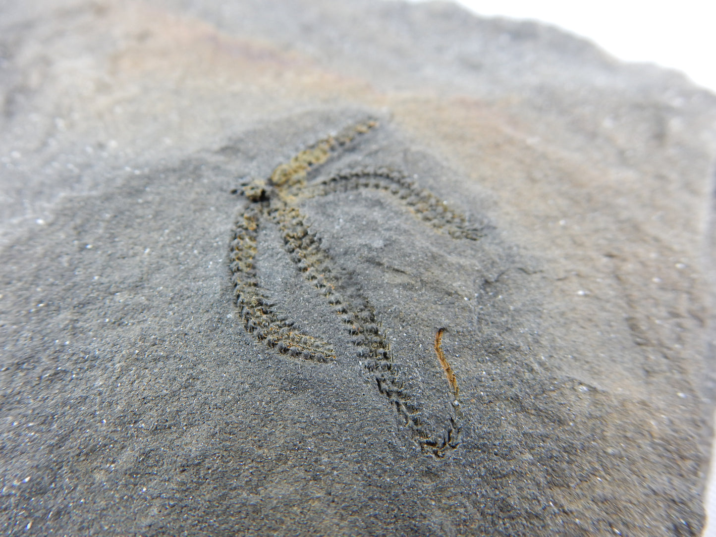Brittle Star Fossil