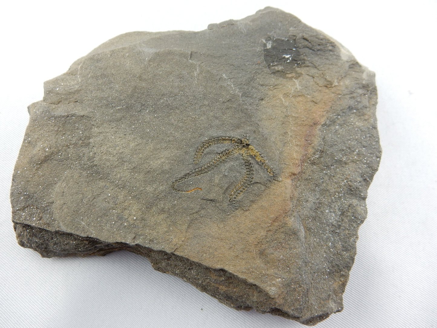 Brittle Star Fossil