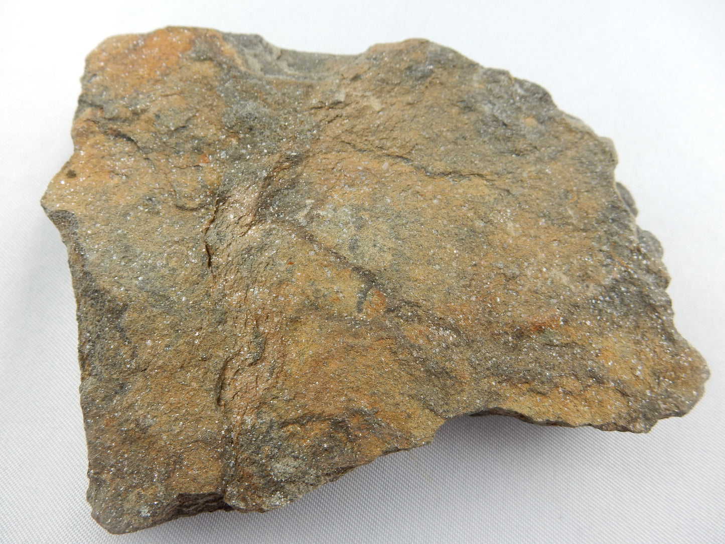 Brittle Star Fossil
