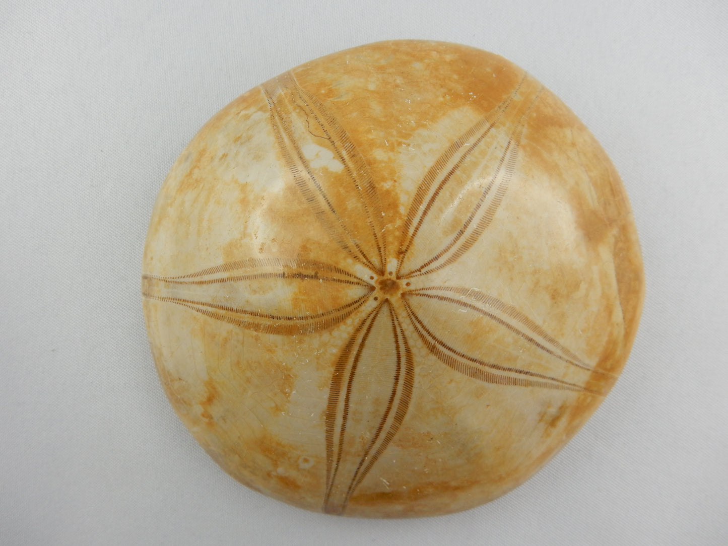Sea Urchin Fossil - Echinoid Clypeus
