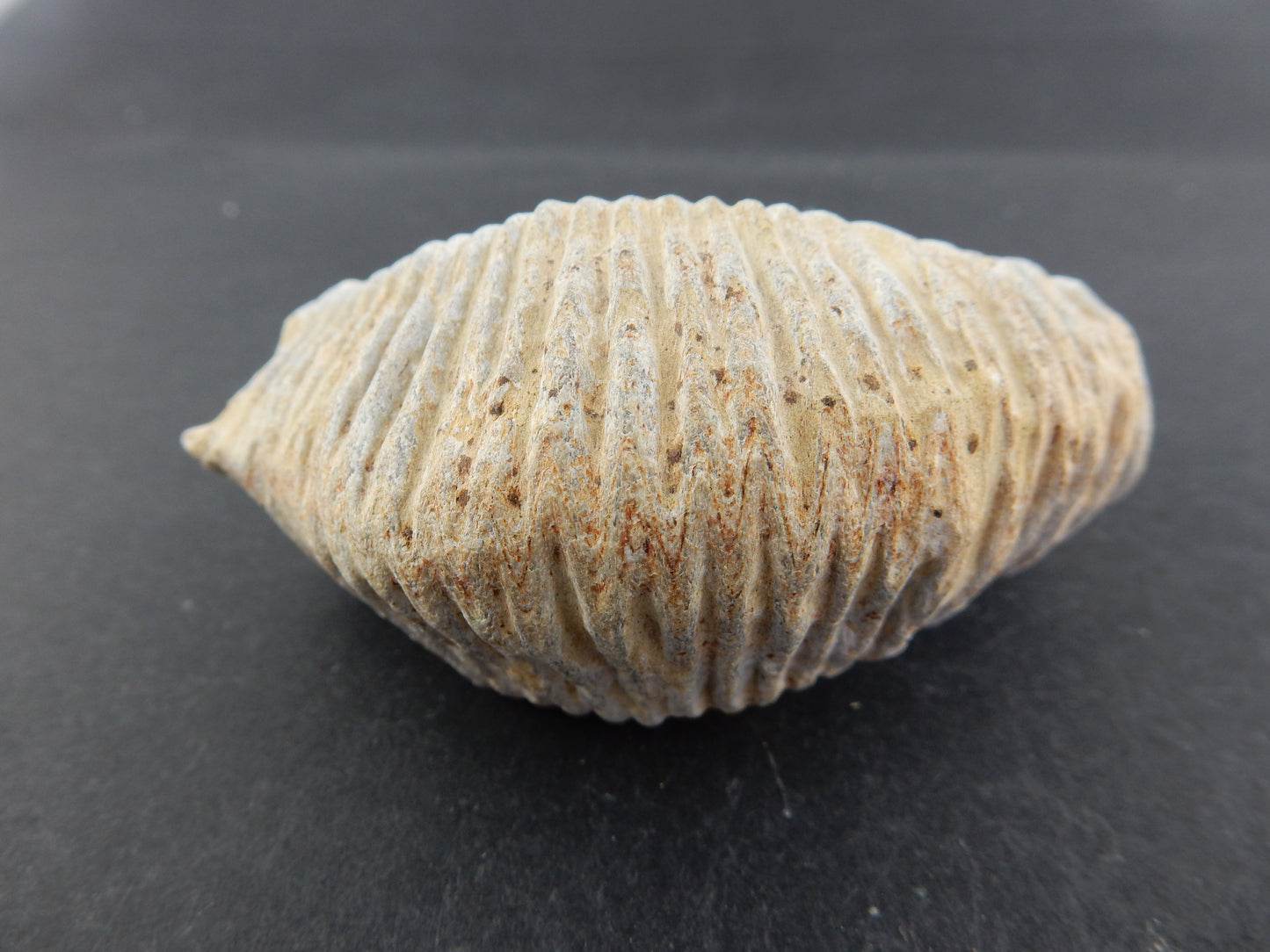 Zipper Oyster Fossil