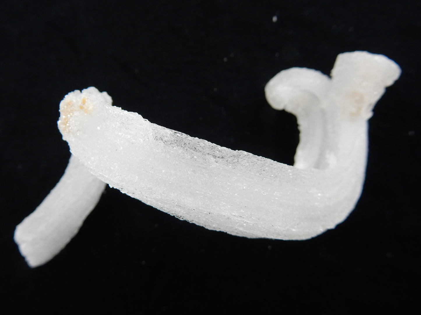 Gypsum Cave Caterpillar