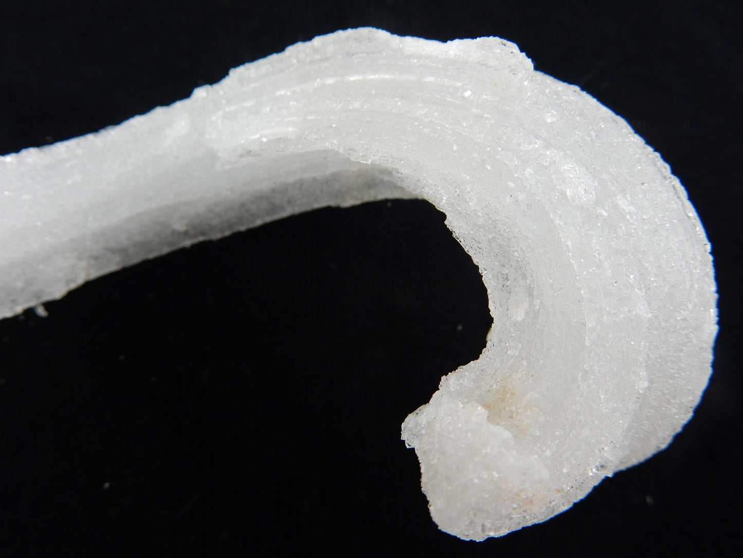 Gypsum Cave Caterpillar