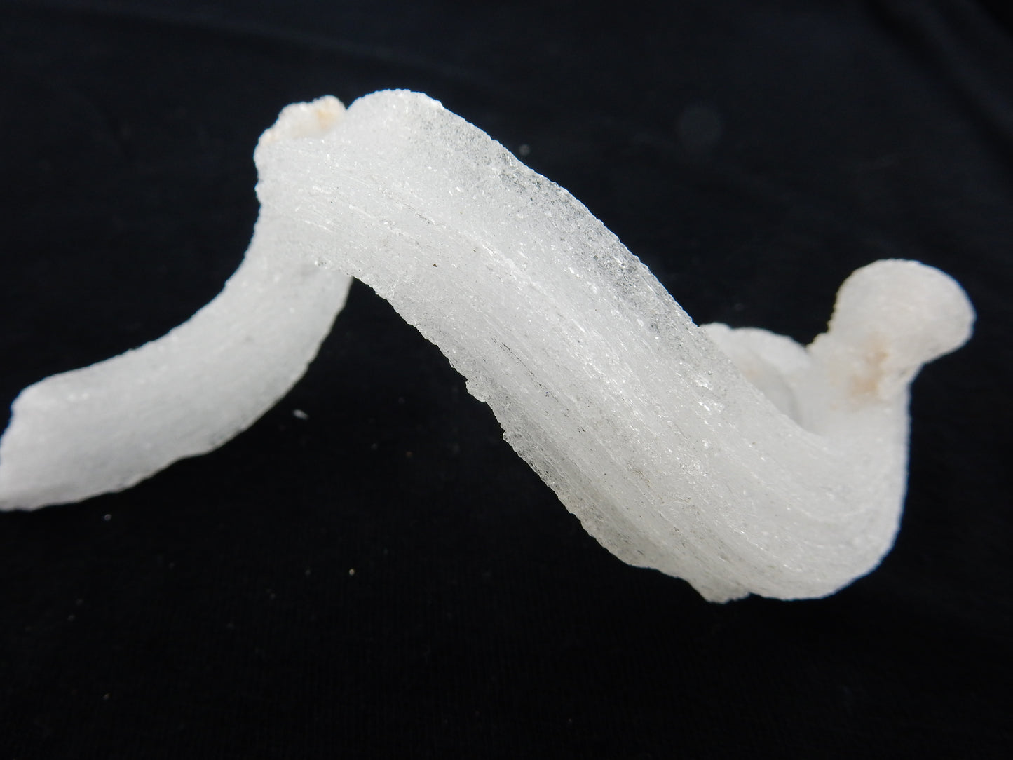 Gypsum Cave Caterpillar