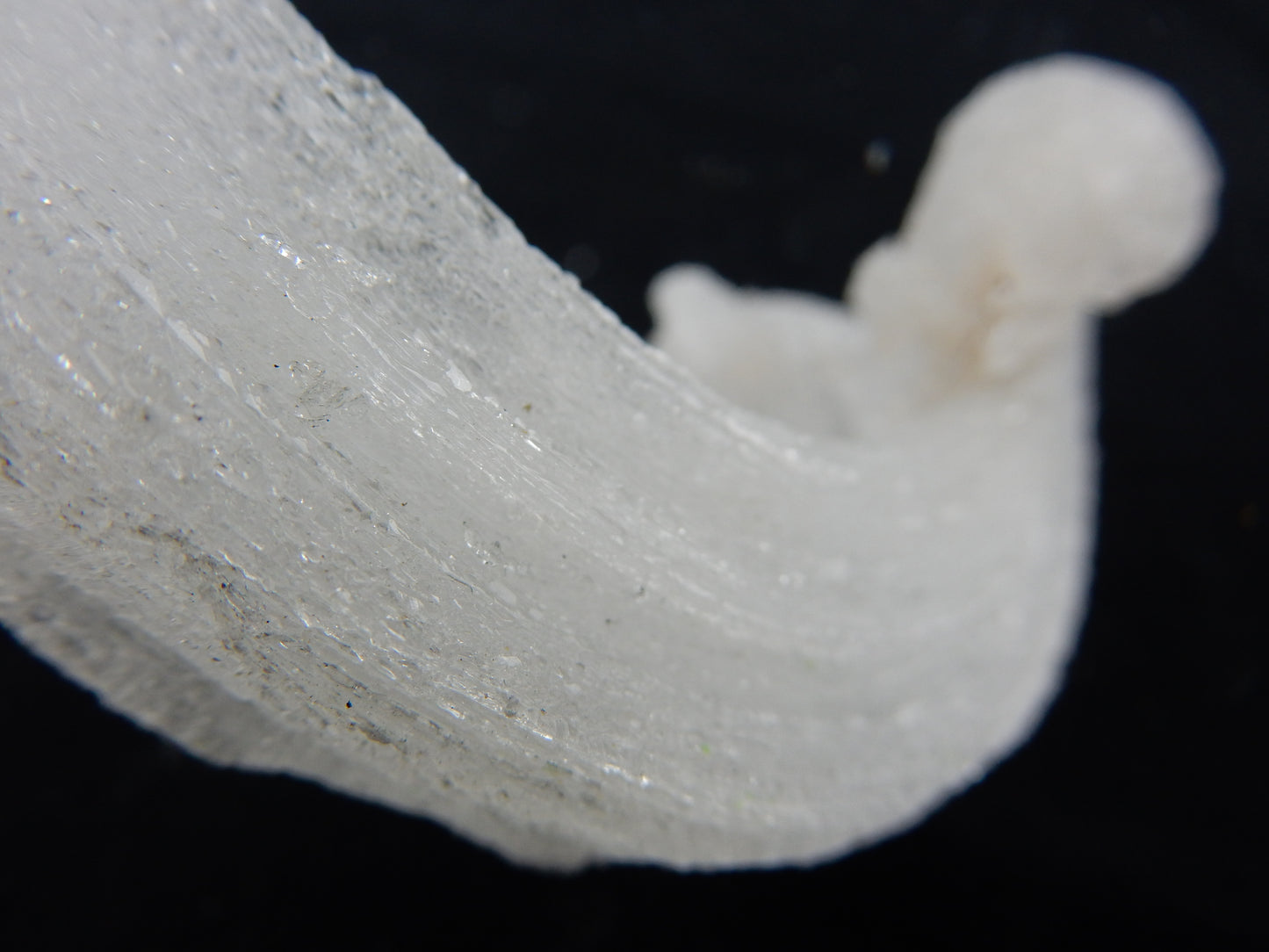Gypsum Cave Caterpillar