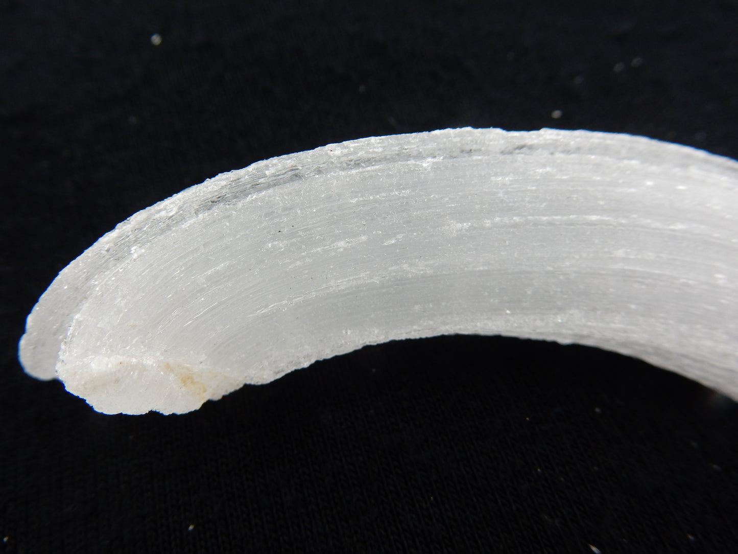 Gypsum Cave Caterpillar