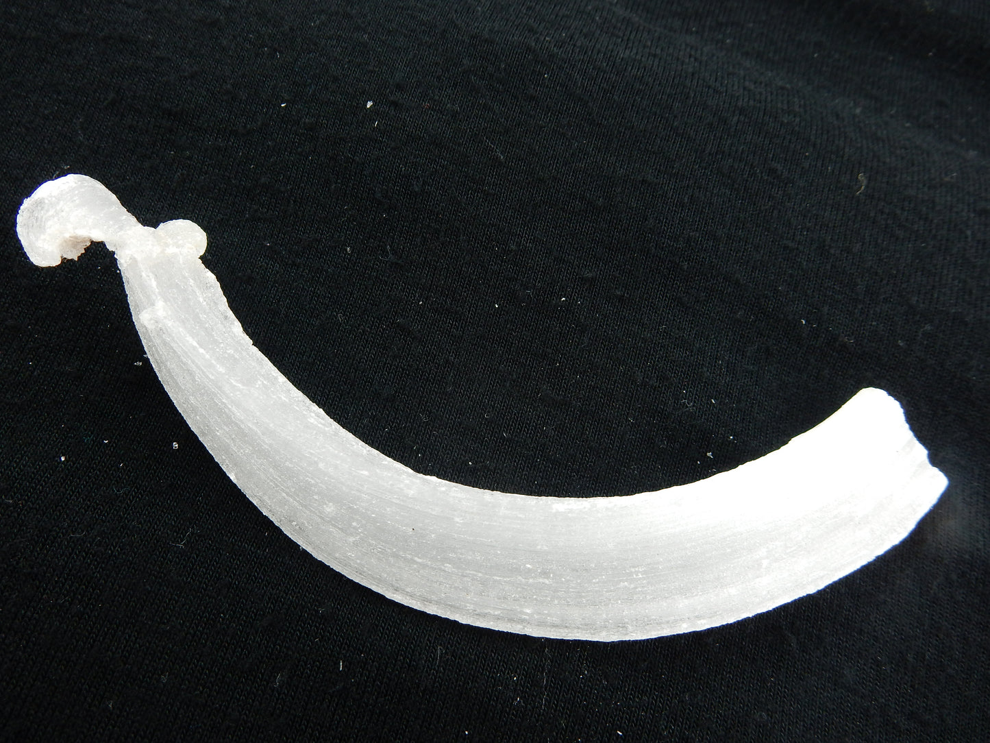 Gypsum Cave Caterpillar