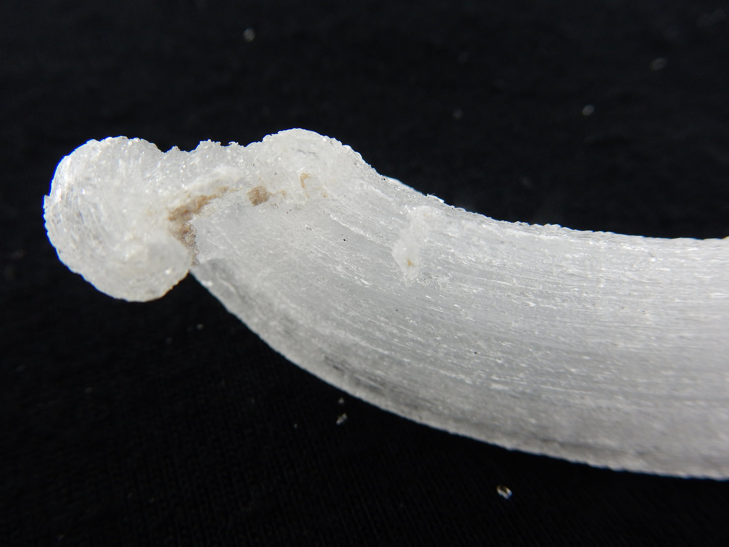 Gypsum Cave Caterpillar