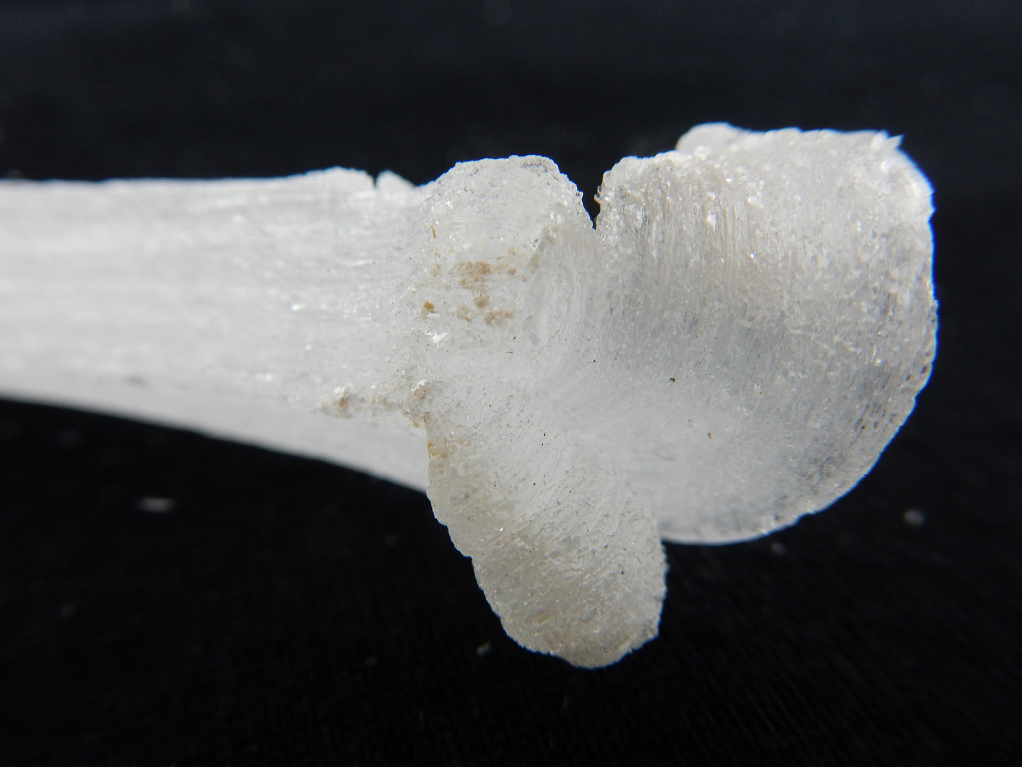 Gypsum Cave Caterpillar