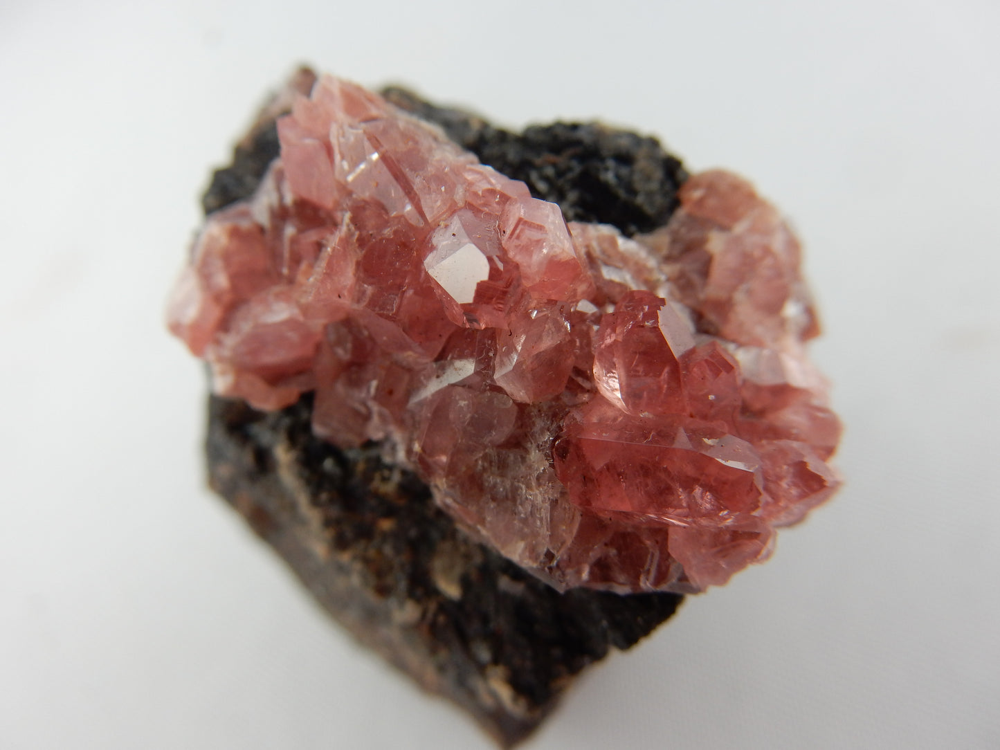 rhodochrosite cluster of sparkly-gemmy pink terminated SCALENOHEDRAL crystals well-set-off on bed of black sphalerite matrix