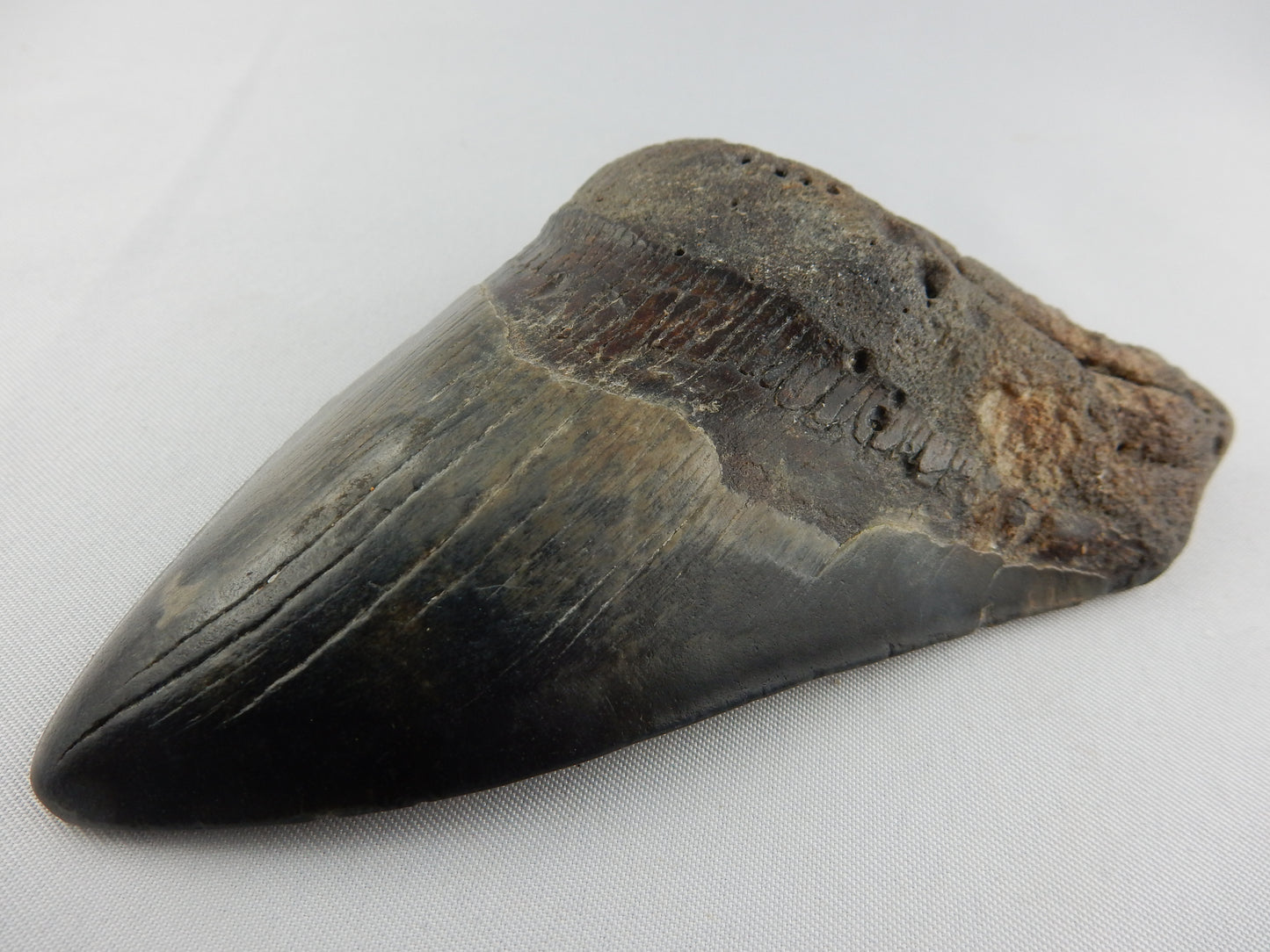 Megalodon Shark Tooth