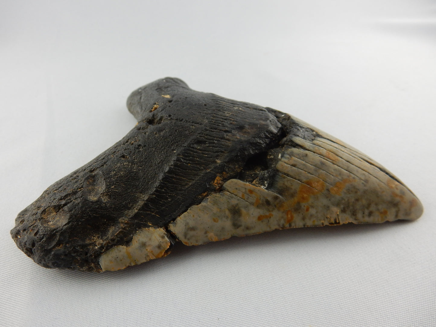 Megalodon Shark Tooth