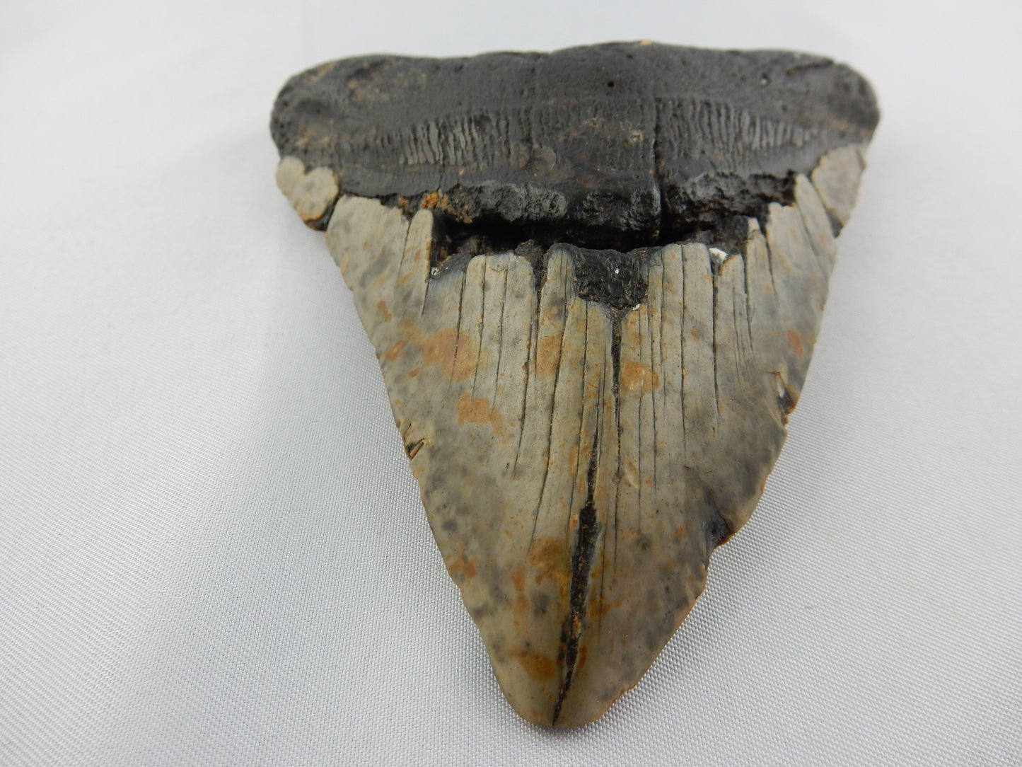 Megalodon Shark Tooth