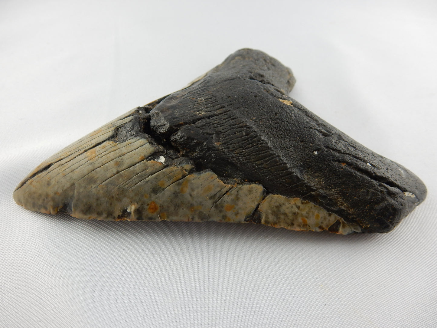 Megalodon Shark Tooth