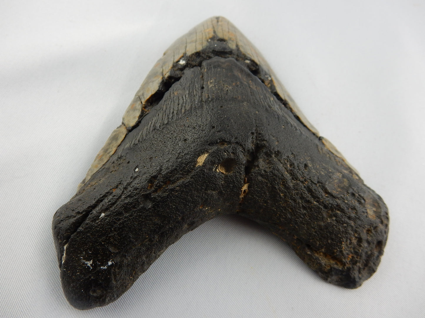 Megalodon Shark Tooth