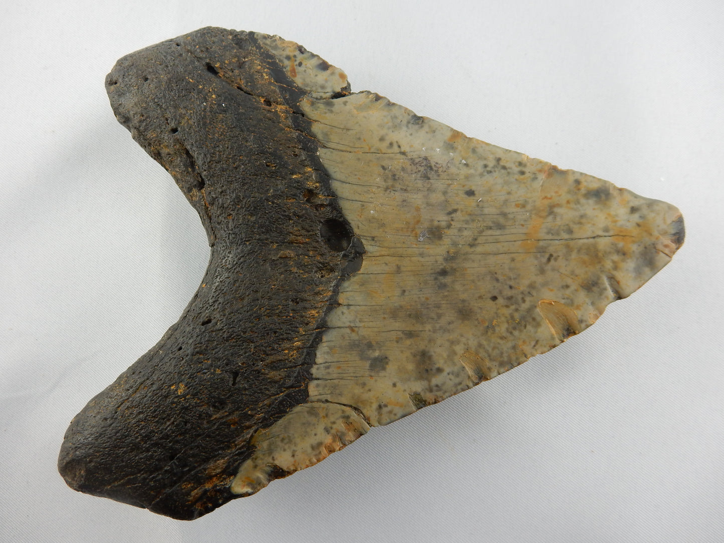 Megalodon Shark Tooth