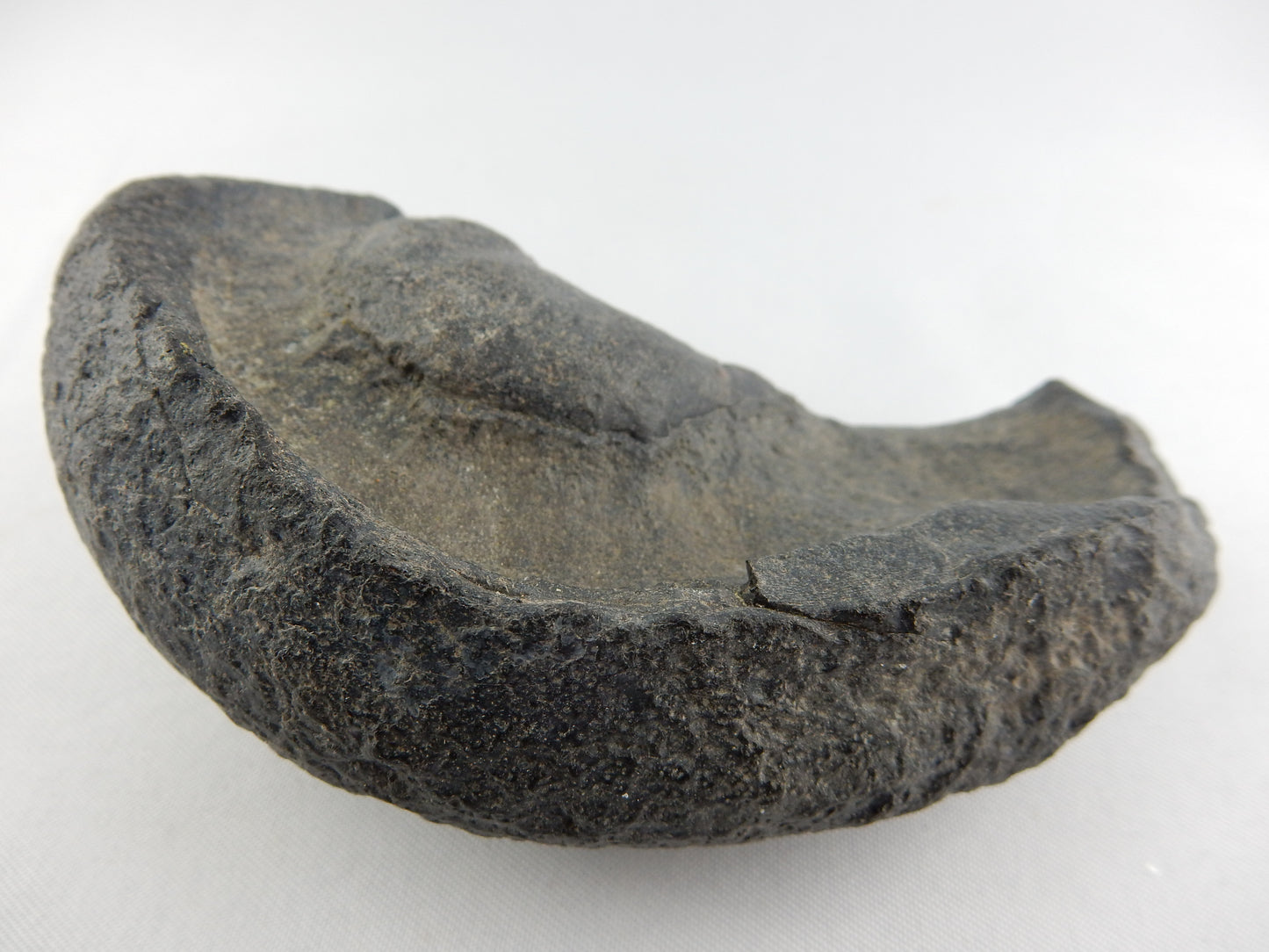whale inner ear bone - Miocene 10-20myo - Megalodon Age