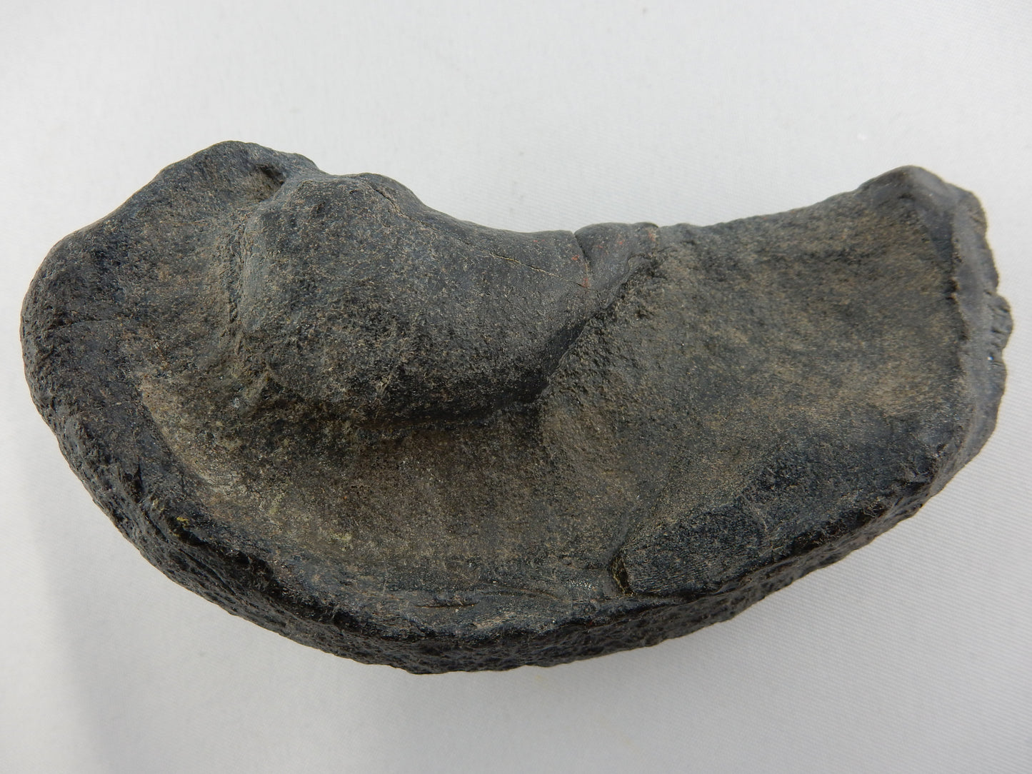 Whale Inner Ear Bone