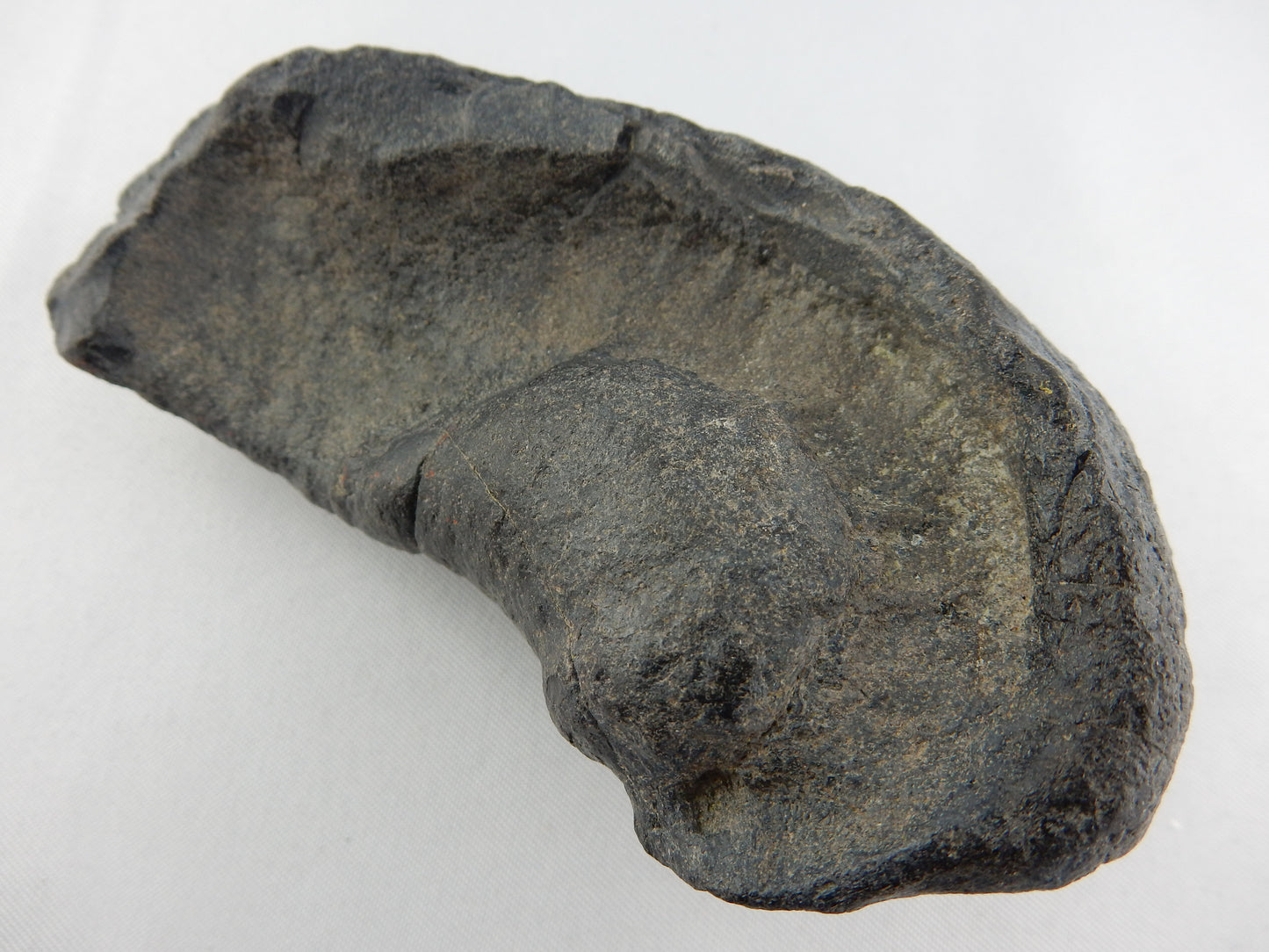 Whale Inner Ear Bone