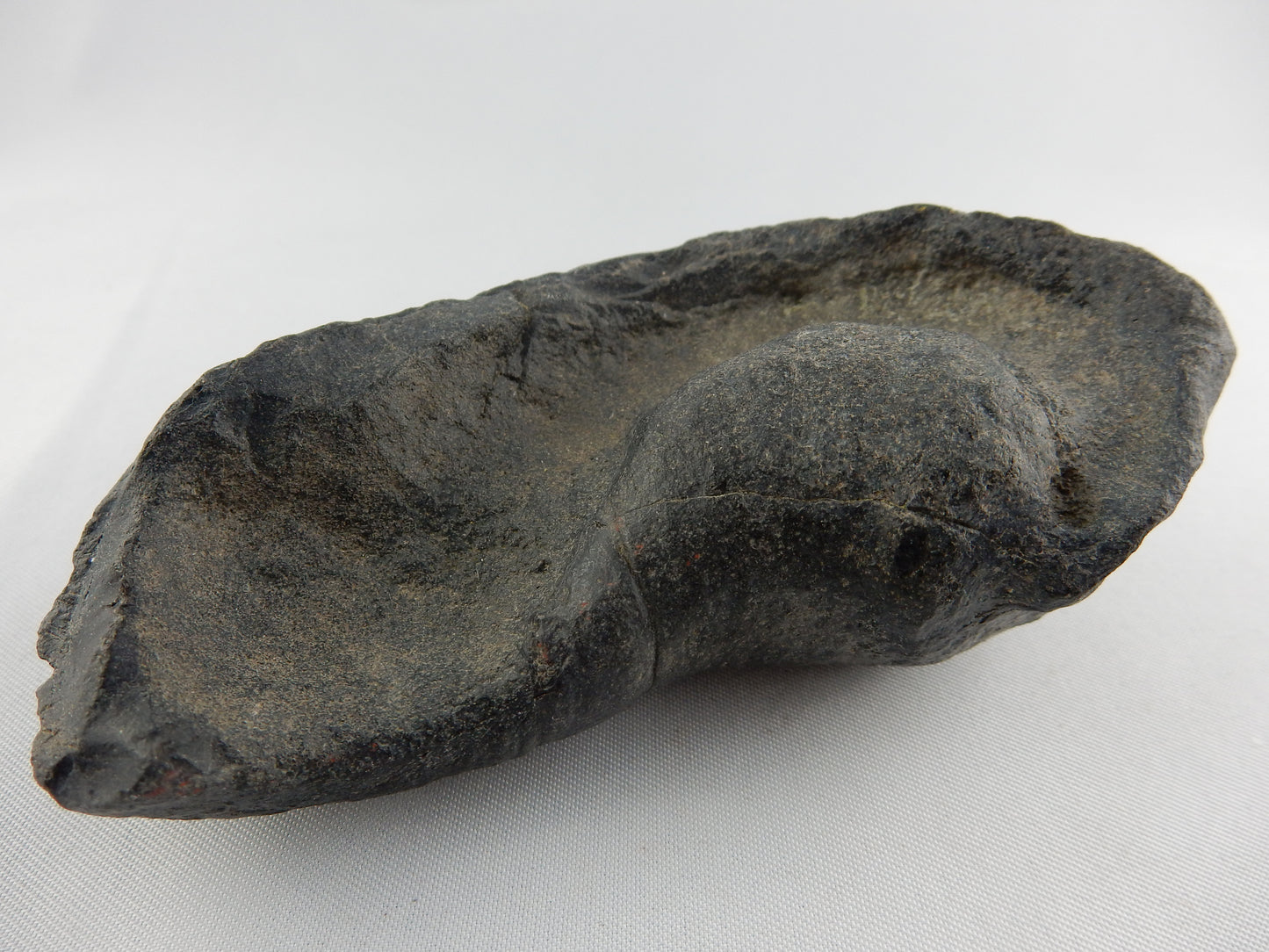 Whale Inner Ear Bone