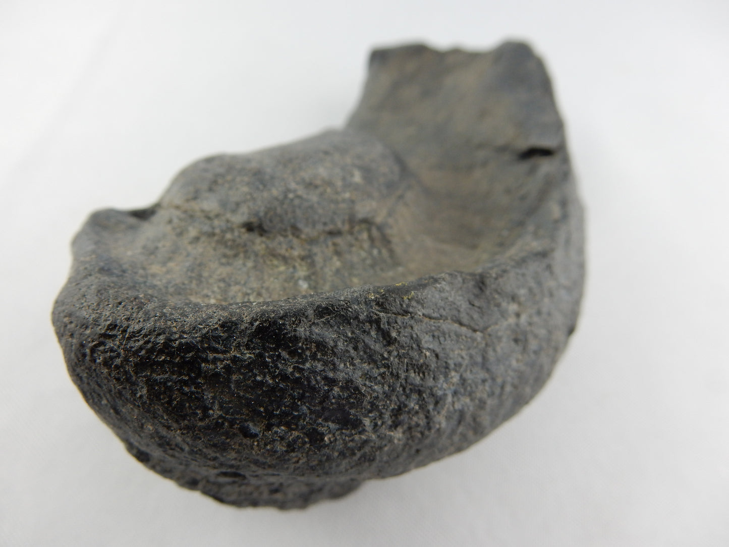 Whale Inner Ear Bone