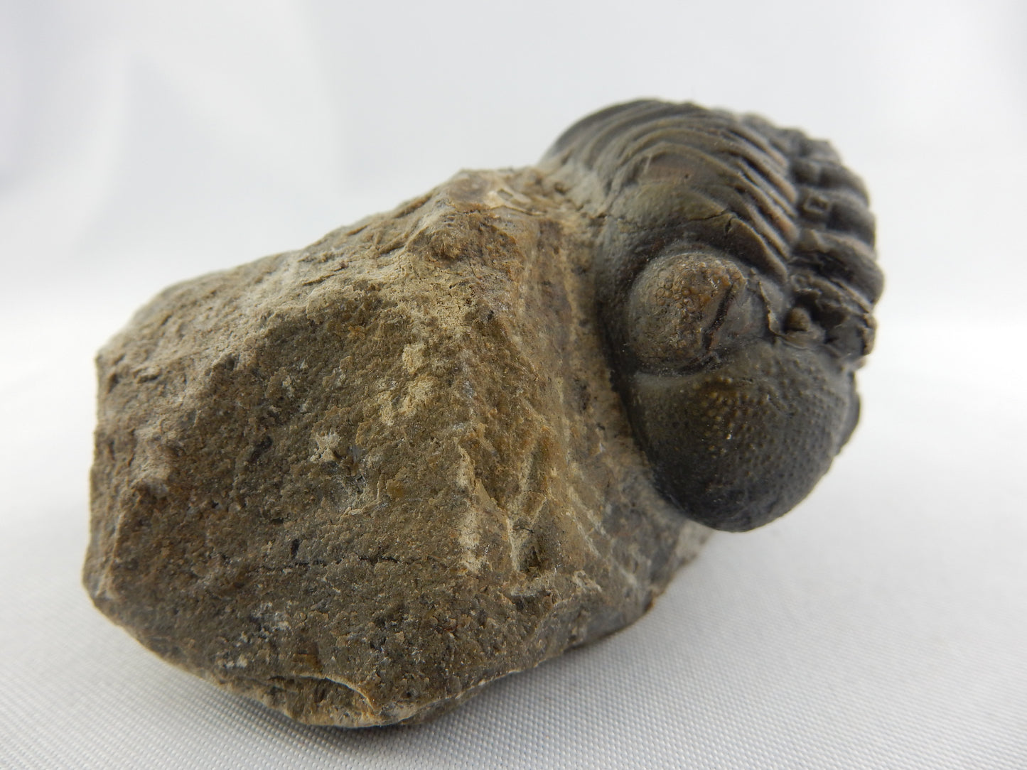Trilobite - Phacops