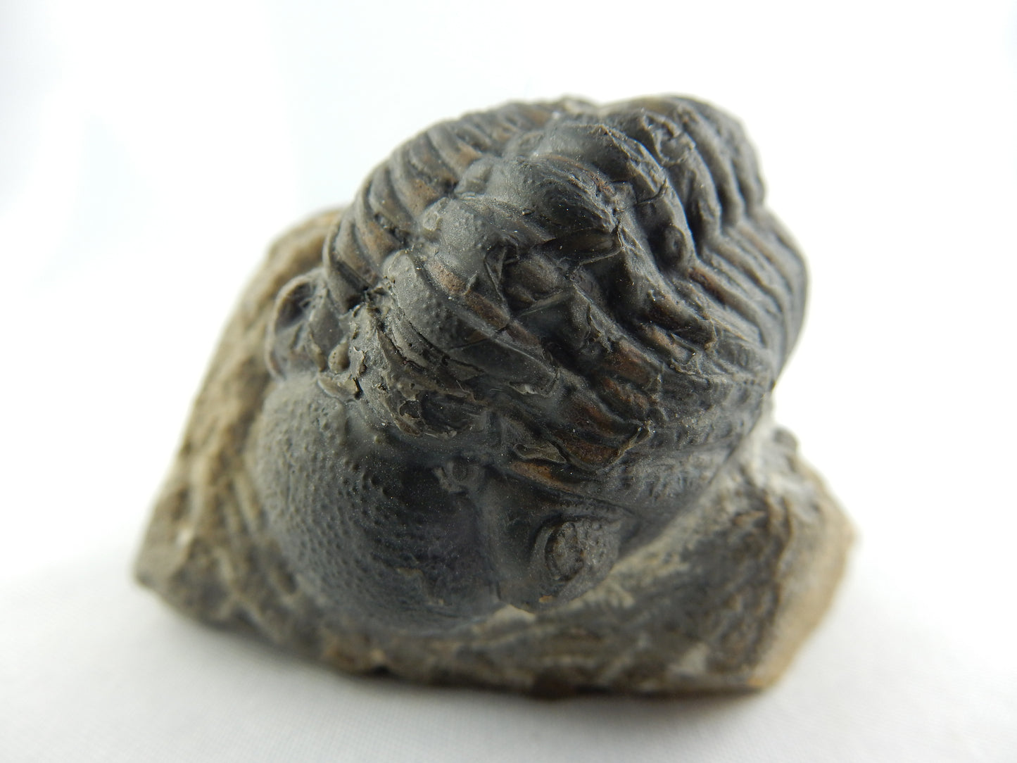 Trilobite - Phacops