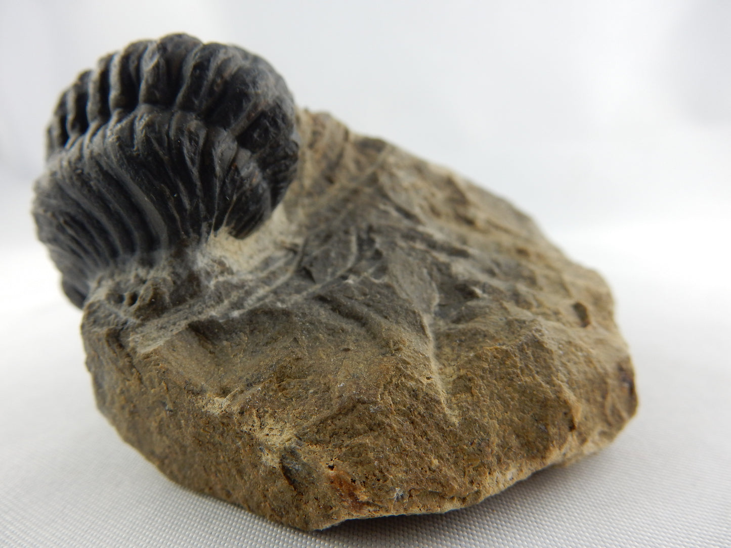 Trilobite Phacops sp., big semi-rolled nice prep, faceted eyes, Devonian age (400myo)