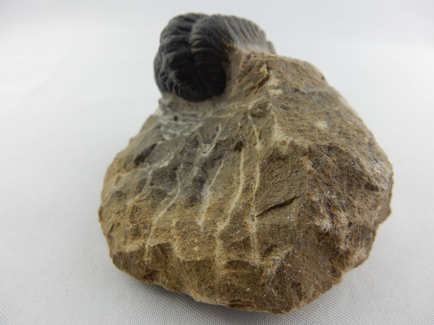 Trilobite - Phacops