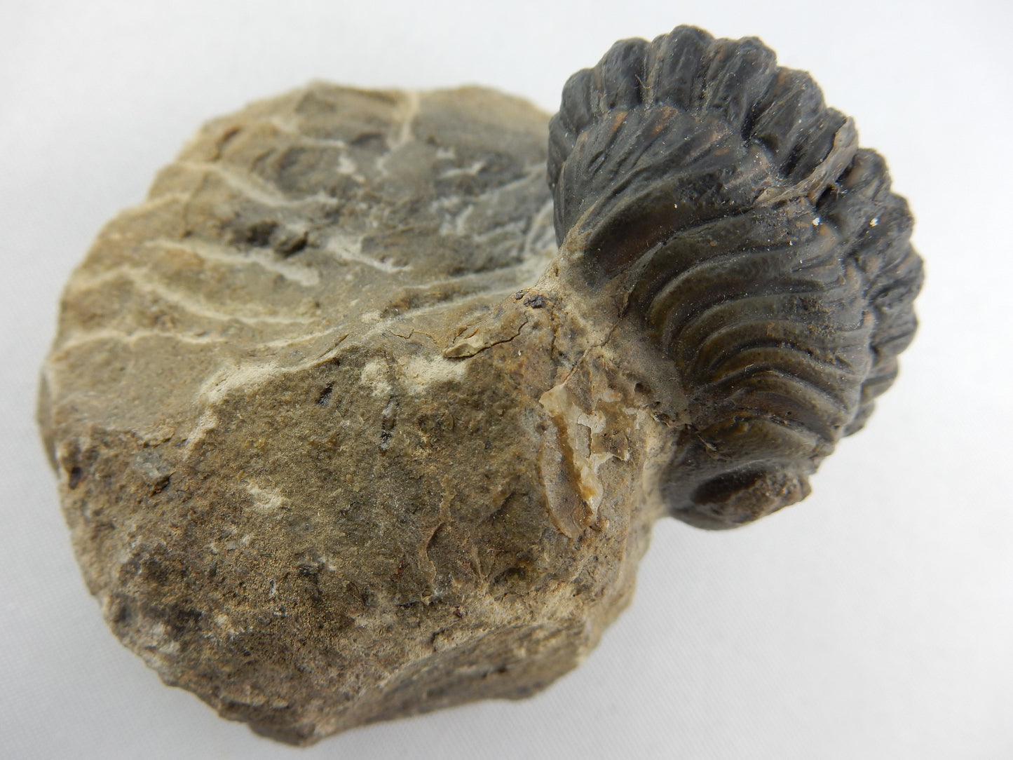 Trilobite - Phacops