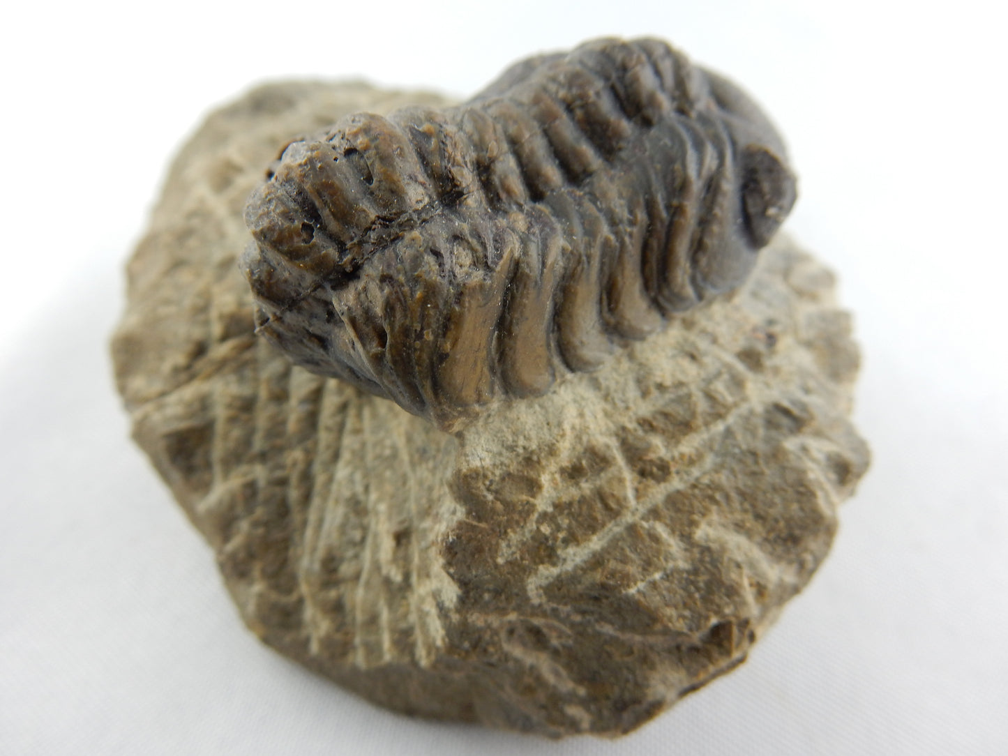 Trilobite Phacops sp., big semi-rolled nice prep, faceted eyes, Devonian age (400myo)